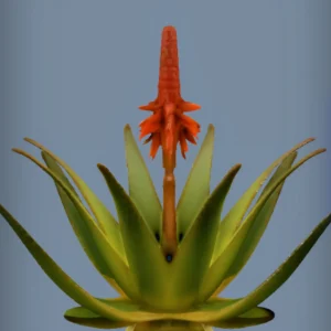 Aloe Plant Model